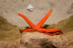 Aquarium Costa de Almería en Roquetas de Mar 3