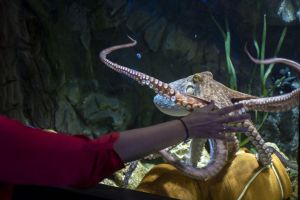 Sea Life Benalmadena 12