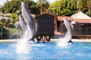 Selwo Marina Benalmádena 6