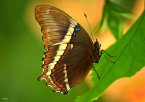 Mariposario de Benalmádena 6