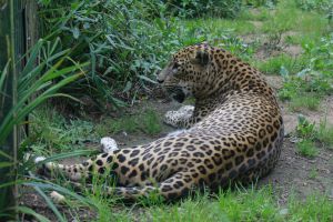Zoo de Santillana del Mar 3