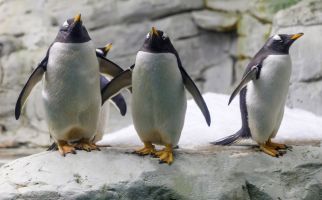 Selwo Marina Benalmádena 16