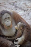 Bioparc Fuengirola 12