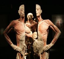 Human Bodies 1