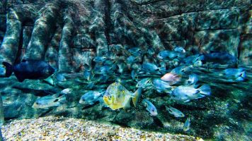 Aquarium Costa de Almería en Roquetas de Mar 5