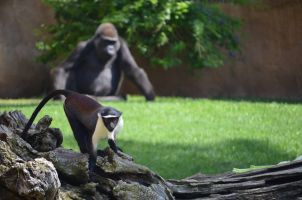 Bioparc Fuengirola 16