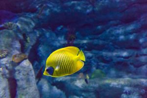 Aquarium Costa de Almería en Roquetas de Mar 12