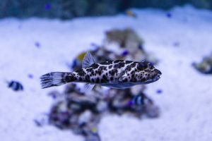 Aquarium Costa de Almería en Roquetas de Mar 9