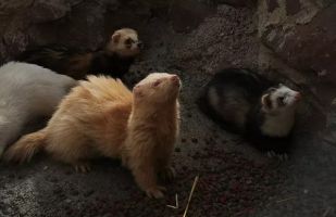 La Maleza Parque de Fauna 15