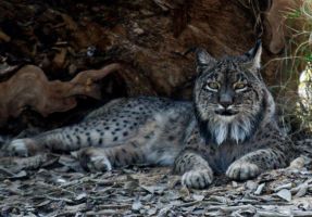 Zoobotánico Jeréz 6