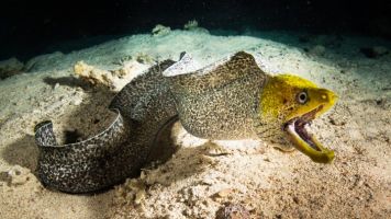 Acuario Poema del Mar 17