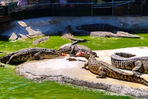 Crocodile Park 7