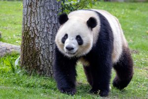 Zoo Aquarium de Madrid 2