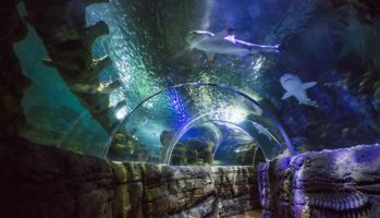 Sea Life Benalmadena 3