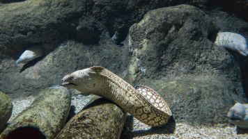 Aquarium Costa de Almería en Roquetas de Mar 1