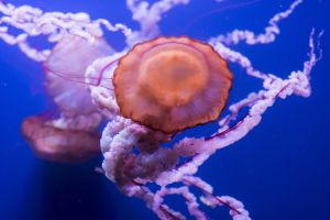 Acuario de Sevilla 19