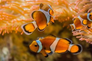 Acuario de Zaragoza 14