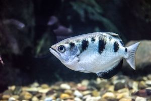 Acuario de Zaragoza 13