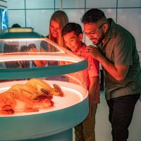 Jurassic World: The Experience 4