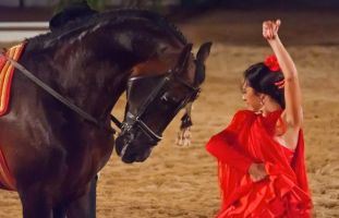 Córdoba Ecuestre: Pasión y Duende del Caballo Andaluz 4