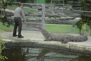 Crocodile Park 5