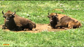 Parque Lacuniacha 11