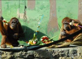 Zoo de Santillana del Mar 2