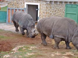 Safari Zoo Mallorca 4