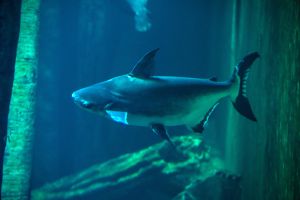 Acuario de Zaragoza 4