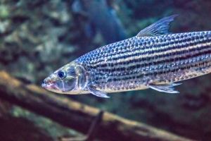 Acuario de Zaragoza 10