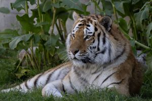 Zoo Aquarium de Madrid 1