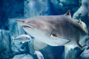 Bioparc Acuario de Gijón 2