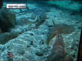 Sea Life Benalmadena 5