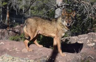 La Maleza Parque de Fauna 10