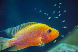 Acuario de Zaragoza 19