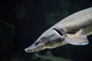 Acuario de Zaragoza 16