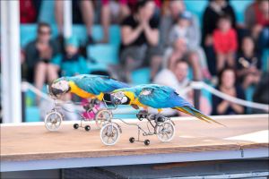 Marineland Mallorca 8