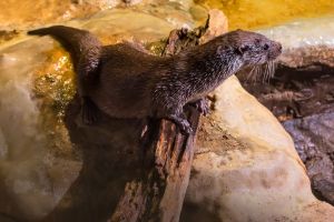 Acuario de Zaragoza 15