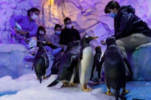 Selwo Marina Benalmádena 3