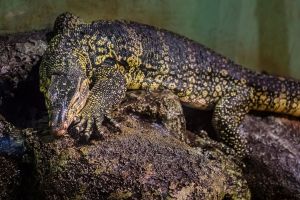 Acuario de Zaragoza 5