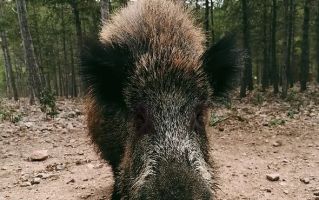 La Maleza Parque de Fauna 8