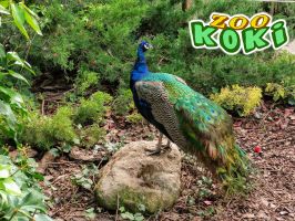 Zoo Koki 3