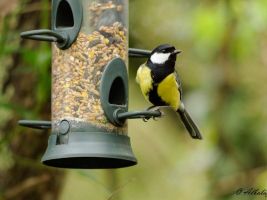Jardín Botánico Atlántico 7