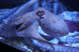 Acuario de Sevilla 8