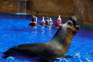 Selwo Marina Benalmádena 8