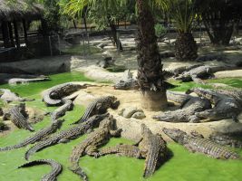 Crocodile Park 1