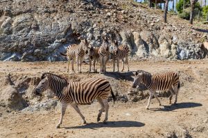 Selwo Aventura Estepona 6