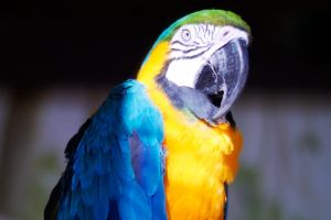 Oasys Parque Temático - Mini Hollywood 15