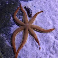 Acuario de Sevilla 33