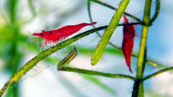 Acuario Poema del Mar 9